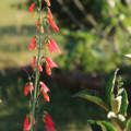 Penstemon barbatus 'Coccineus' seeds