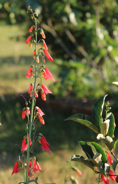 Penstemon barbatus 'Coccineus' seeds