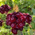 Dianthus barbatus | Black Sweet William 'Sooty'