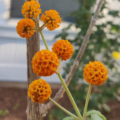 Orange Butterfly Bush flowers