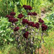 Dianthus barbatus 'Sooty' seeds