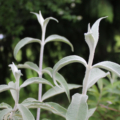BUDDLEJA Nivea