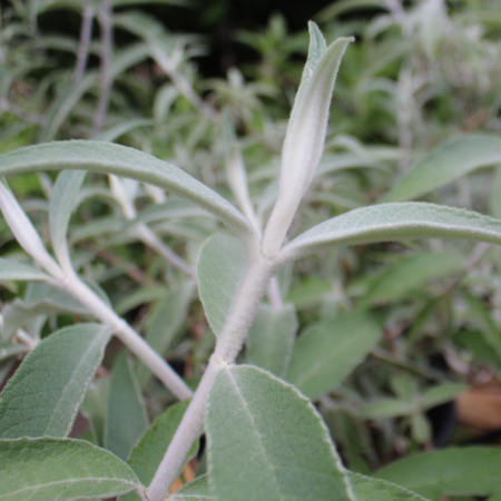 BUDDLEJA Nivea cuttings