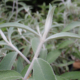 BUDDLEJA Nivea cuttings