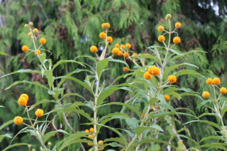 Orange Ball Buddleia Globosa