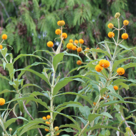 Orange Ball Buddleia Globosa