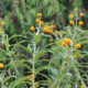 Orange Ball Buddleia Globosa