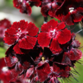Black Sweet William 'Sooty' seeds