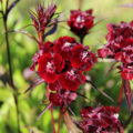 Dianthus barbatus Sweet William seeds