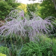 Buddleja alternifolia | Fountain Butterfly Bush 'Argentea' plant