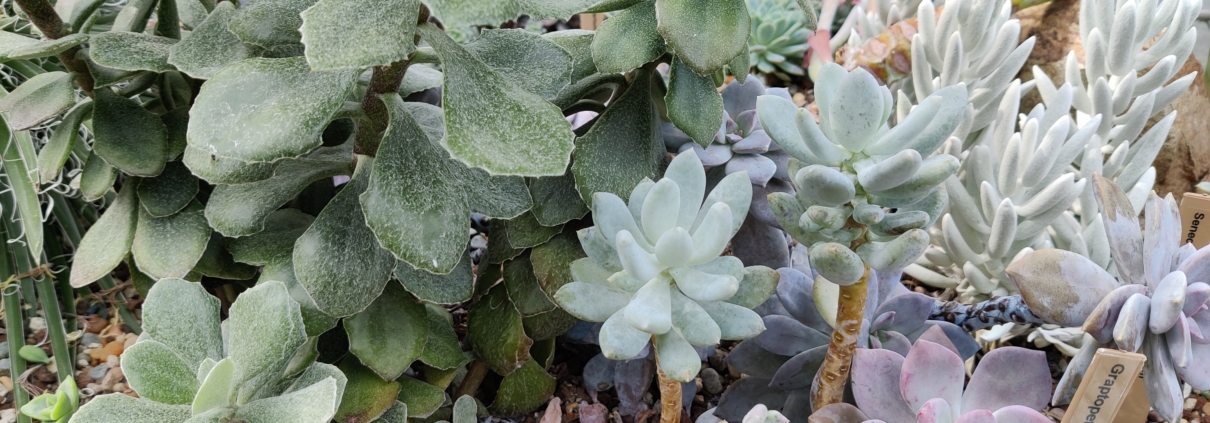 Xeric plant seeds