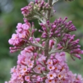 Pink Pagoda Buddleja hybrid plant