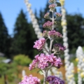Pink Pagoda Butterfly Bush blooms