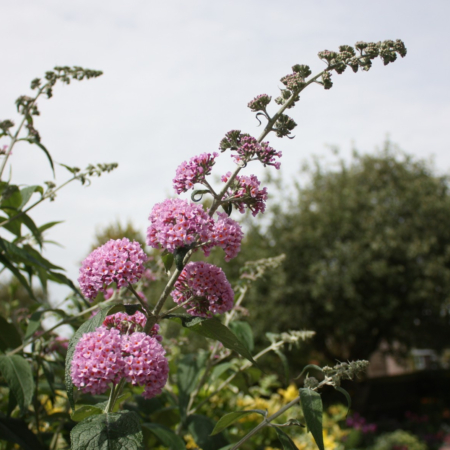 Pink Pagoda Buddleia
