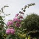 Pink Pagoda Buddleia