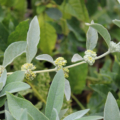 Buddleja sessilifora seeds