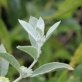 Buddleja sessilifora Rio Grande Butterfly Bush plant