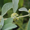 Rio Grande Butterfly Bush seeds