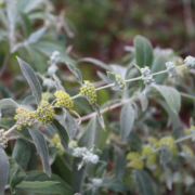 Buddleja sessilifora Rio Grande Butterfly Bush flowers