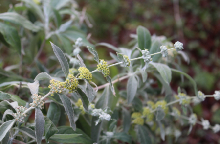 Buddleja sessilifora Rio Grande Butterfly Bush flowers