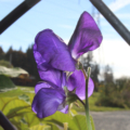 Sweet Pea Lord Nelson purple