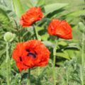 Oriental Poppy 'Brilliant Red' flowers