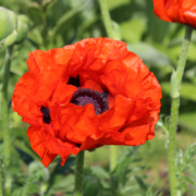 Papaver orientale | Oriental Poppy 'Brilliant Red'
