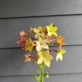 Nicotiana alata | Flowering Tobacco 'Lime & Purple' seeds