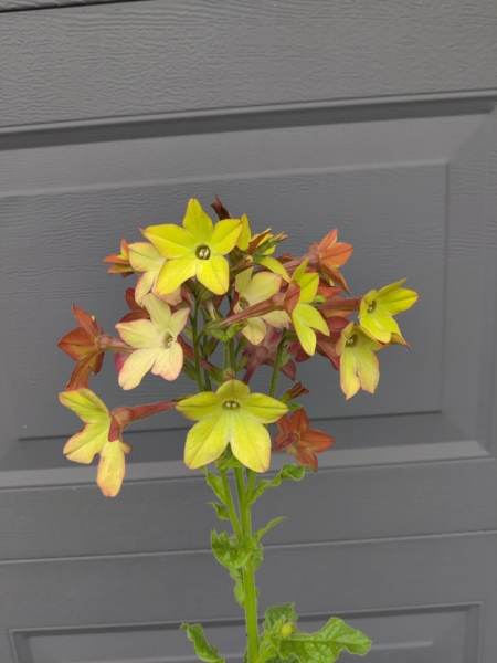 Aromatic Tobacco 'Lime & Purple' flowers