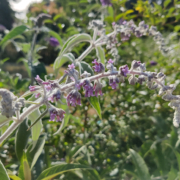 Buddleja nivea | Woolly Butterfly Bush