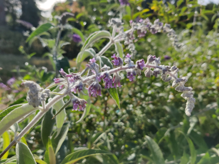 Buddleja nivea | Woolly Butterfly Bush