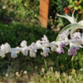 Buddleja nivea | Snow White Butterfly Bush indumentum