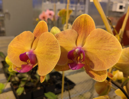 Tahiti Orchid for sale