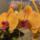 Tahiti Orchid for sale