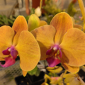 Phalaenopsis hybrid | Moth Orchid Sunset Gemstone 'Tahiti' rooted plant