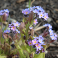 Myosotis sylvatica | Woodland Forget-Me-Not 'Rolled Gold' flowers