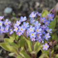 Myosotis sylvatica | Woodland Forget-Me-Not 'Rolled Gold' flowers