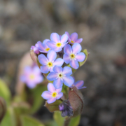 Myosotis sylvatica | Woodland Forget-Me-Not 'Rolled Gold' plant