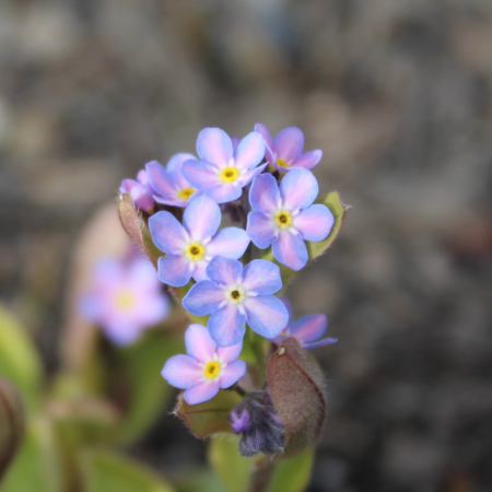 Myosotis sylvatica | Woodland Forget-Me-Not 'Rolled Gold' plant