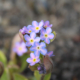Myosotis sylvatica | Woodland Forget-Me-Not 'Rolled Gold' plant