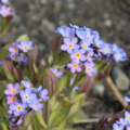 Myosotis sylvatica | Woodland Forget-Me-Not 'Rolled Gold' seeds