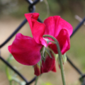 Crimson Mammoth sweet pea Lathyrus odoratus seeds