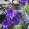 Lathyrus odoratus Lord Nelosn flowers