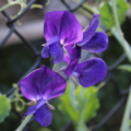 Lathyrus odoratus Lord Nelson blooms