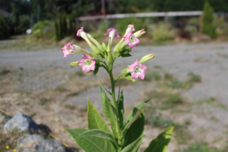 'Bolivian Criollo Black' tobacco plant