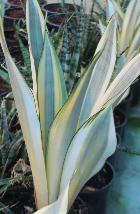 Dracaena trifasciata (formerly Sanseviera trifasciata) | 'Ghost' Snake Plant