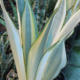 Dracaena trifasciata (formerly Sanseviera trifasciata) | 'Ghost' Snake Plant