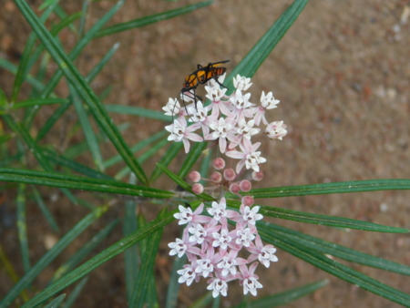 Asclepias angustifolia 'Sonoita'