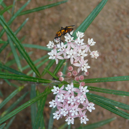 Asclepias angustifolia 'Sonoita'