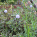 Succisa pratensis | White Devil's-bit Scabious seeds